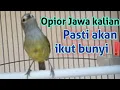 Download Lagu Terbukti Dengan suara ini Opior Jawa kalian Bunyi @ponirankwokchannel