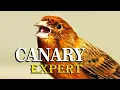 Download Lagu CANARY SINGING 12h Training Song