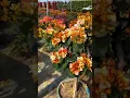 Golden Sunshine / Bougainvillea flowers rare collection / flowers bloom / tip how grow bougainvillea