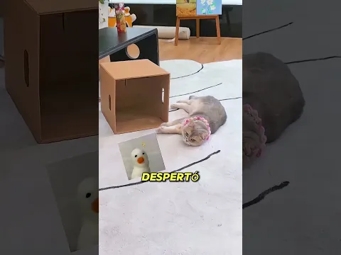 Su GATO Achicaba TODO lo que Tocaba 😱🐱👀