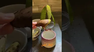 تعلم زراعة المانجا في بيتك من البذرة في الماء 