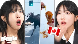Koreans React to "CANADA IS NOT A REAL PLACE"..!
