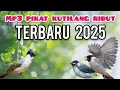 Download Lagu MP3 PIKAT BURCIL KOMBINASI KUTILANG RIBUT TERBARU 2025/2026