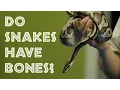 Episode - Do snakes have bones