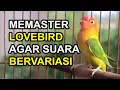 Download Lagu Cara memaster LOVEBIRD agar memiliki SUARA lebih BERVARIASI