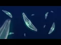 Lagu What Makes Diatoms So Special