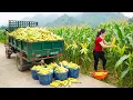 Use Trucks To Harvesting Corn - Rebuild The Concrete Road From The Gate To The Stone House