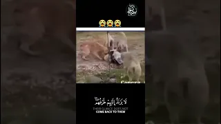 ولا تحسبن الله غافلا عما يعمل الظالمون رسالة لكلظالم ومظلوم  ولا تحسبن الله غافلا عما يعمل الظالمون رسالة لكلظالم ومظلوم