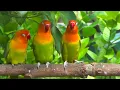Download Lagu Lovebird Chirping and Singing Sounds - Pastel Green Trio