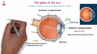 Components Of The Eye Soft Tissues Inside The Eye 