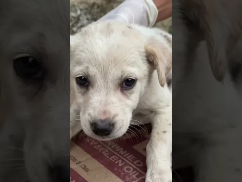 Unbelievable story of small puppy 🥺🥺 #shorts