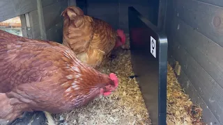 Chicken coop heater review