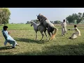 Download Lagu Volledig eenvoudige paardenfokkerij uitgelegd - van begin tot eind