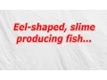 Eel shaped slime producing fish CodyCross Crossword Answer