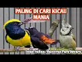 BERANI PERIH !!! ISIAN SULTAN PALING DI CARI | Masteran Para Jawara | Full Variasi 1 Jam