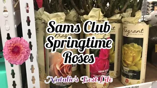 Springtime at Sams Club check out their Roses