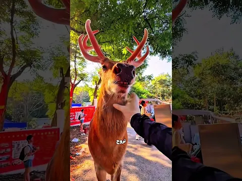 الغزالة بقت تروحله كل ما تحس بحكة! 🦌❤️