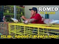 MERPATI BARU WARNA KELABU MANGGIS NGOLONGNYA NGERI BENER