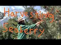 Download Lagu Harvesting Seaberry