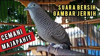 Perkutut Cemani Majapahit Gacor Suara Bersih Gambar Jernih