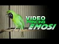 Download Lagu 🔴VIDEO‼️MASTERAN CUCAK IJO JAMTROK UNTUK MEMANCING EMOSI