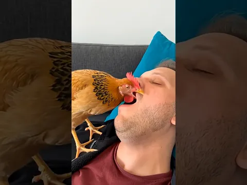 Bu Tavuk Ne Yapiyor🐔😂❤️ #viral   #shorts #eğlence