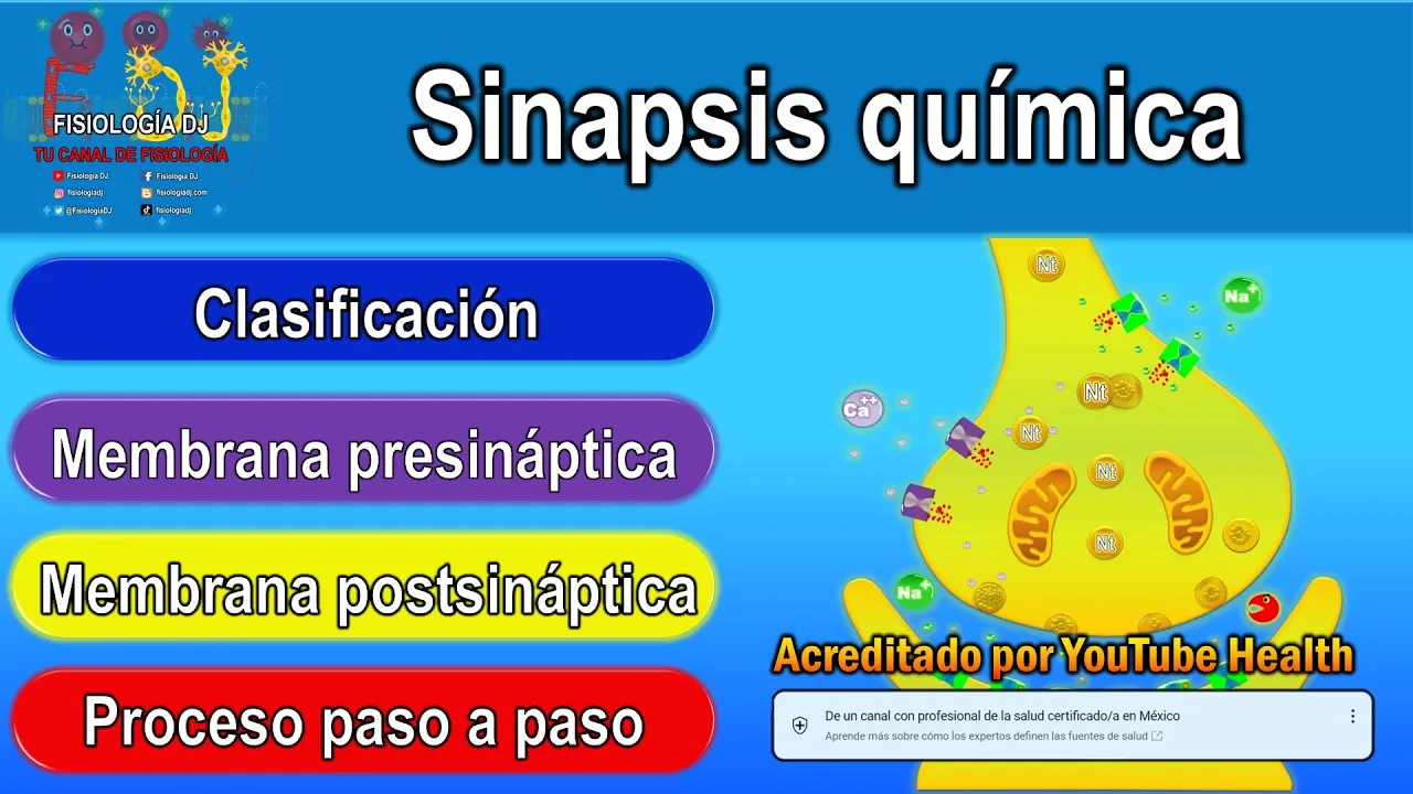 SINAPSIS QUÍMICA | Sinapsis neuronal | Que son las sinapsis