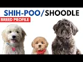 Shih-poo Dog Breed Profile History - Price