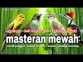 Lagu Masteran Burung Juara‼️CUCAK JENGGOT - KAPAS TEMBAK - KENARI - PELATUK BAWANG