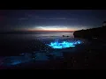 Download Lagu Plankton Light The Sea In Wales: 'It Really Is Something Magical'
