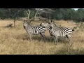 Download Lagu Zebra Crossing