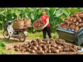 Lagu TIMELAPSE -- Harvest 1000+ Taro Use Truck Transport Many Taro Go To Market Sell | Phương Countryside
