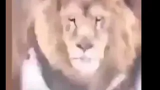 حين تغيب الاسود تستأسد القرود دندنها