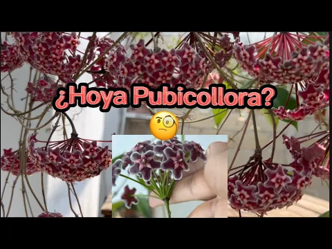 Download MP3 Hoya pubicalix.🥰 Una flor de cera, en muchas variedades y tonalidades.