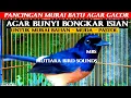Download Lagu MURAI BATU GACOR ~ FULL ISIAN CUCAK CUNGKOK - PANCINGAN MURAI AGAR BUNYI  - MASTERAN MURAI BATU