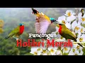Suara pancingan burung Kolibri Merak