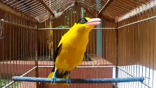 kepodang betina memanggil jantan ampuh jadikan pancingan kepodang malas bunyi jadi gacor