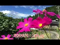 人生いろいろ・島倉千代子(歌詞付)