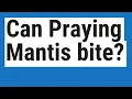 Can Praying Mantis bite