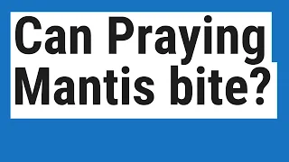 Can Praying Mantis bite