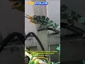 Download Lagu jackson's chameleon #wildlife #animals #trending #fypshorts #fypyoutube