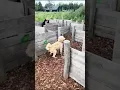Download Lagu Doolhof Reeuwijkse Plassen I Kan Teddy mij vinden? Hondendoolhof