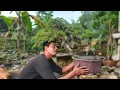 Download Lagu CEK HARGA BONSAI DI BOJONEGORO PK EKO. 0823-3163-8393 NEGO LOS