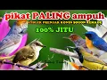 Download Lagu SUARA PIKAT BURUNG KECIL PALING AMPUH CIBLEK PRENJAK KONIN SOGON KEMADE