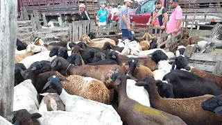 FEIRA DE BODE OVELHA CABRAS DE CAMPINA GRANDE-PB 16/10/2024