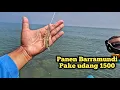 Lagu Gak Nyangka..!! BISA PANEN BARRAMUNDI EKOR KUNING PAKE UDANG 1500AN..!!