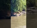 Download Lagu selalu hati²lah‼️ jika mancing di sungai besar membelakangi arus sungai seperti ini#waspada#shorts