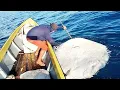 Download Lagu NGERI TAK BISA DIANGKAT KARNA BESARNYA!!! MERAWAI DI AIR DANGKAL||dapat pari dan ikannya babon semua