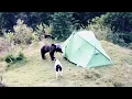 Download Lagu L'orso sta per entrare nella tenda dei campeggiatori: l'eroico (e inutile) intervento del cane