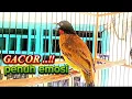 Download Lagu Burung kutilang emas gacor 
